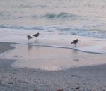 beach birds